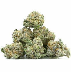 Gelato - Small Bud Indoor