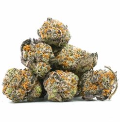 Purple Haze Cryo - Small Bud Indoor