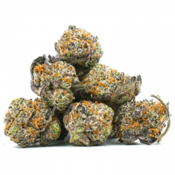 Purple Haze Cryo - Small Bud Indoor